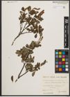 Foto von Salix waldsteiniana Willd.
